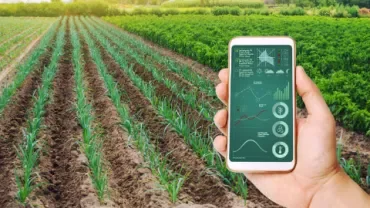 Telefone com dados agrícolas em uma plantação.