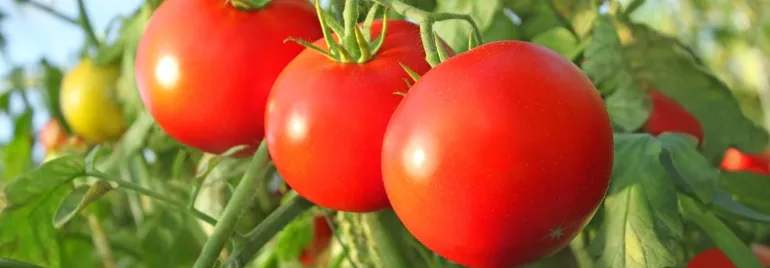 Três tomates maduros na plantação 