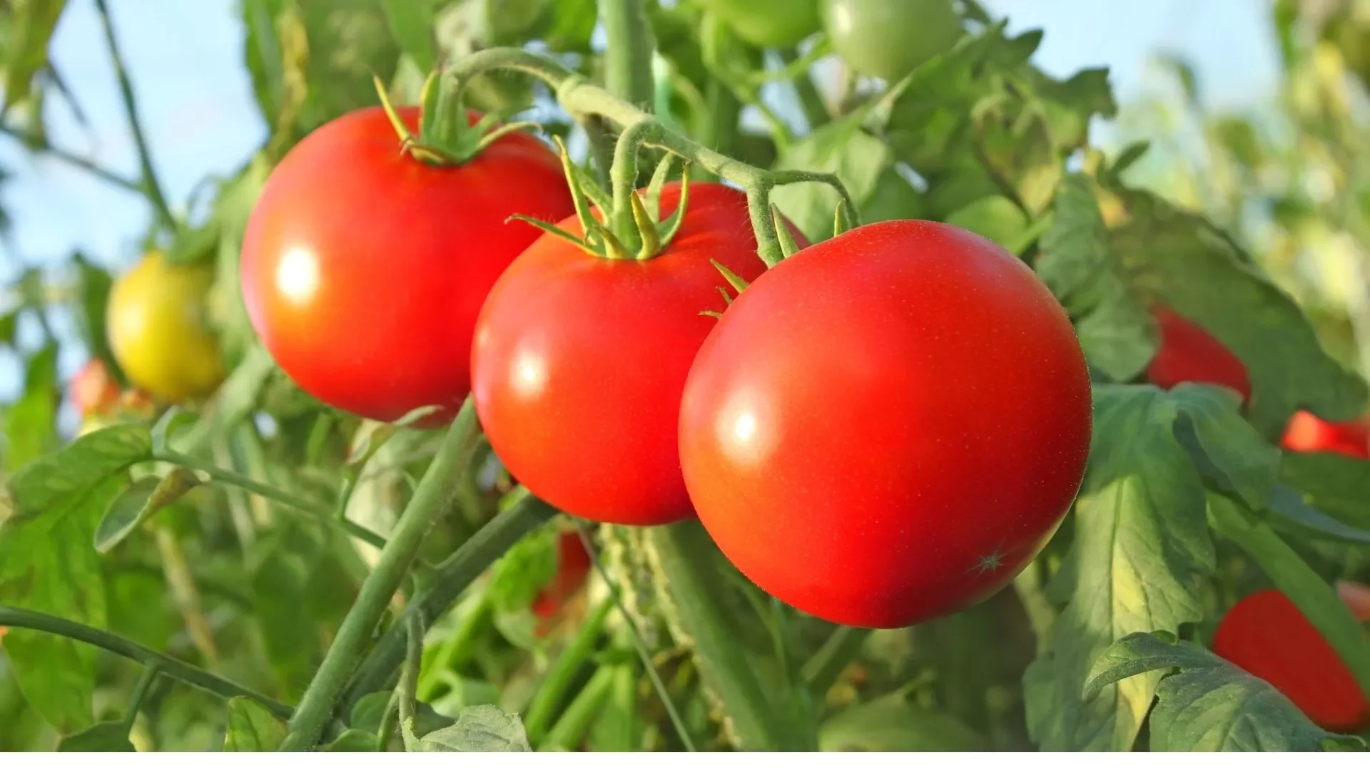 Tomates vermelhos maduros pendurados na planta.
